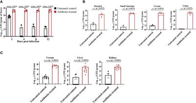 Intestinal colonization with Candida auris and mucosal immune response in mice treated with cefoperazone oral antibiotic